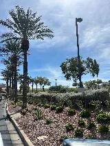 Desert Palms Landscaping photo 5