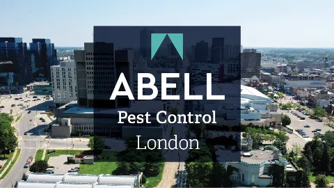 Abell Pest Control Inc. in London