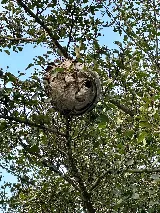 Kentucky Pest Control photo 5