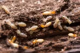 Best Pest Control Billings photo 5