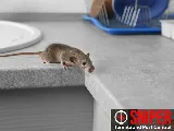 Sniper Termite and Pest Control Fort Worth photo 3