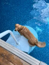 City View Pools & Recreational Products Ltd photo 2