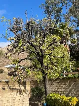Erik's Tree Service & Brush Clearance photo 6