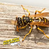 Armed Force Pest Control photo 5