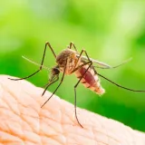 Maximum Pest Management photo 2
