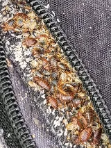 Just Bedbugs Pest Control Inc. photo 3