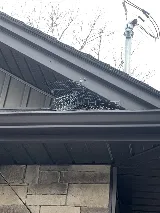 Quality Pest Control Gta Whitby photo 8