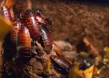 Truckee Meadows Pest Control photo 3