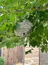 Pointe Pest Control - Redmond photo 6