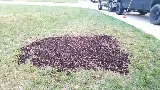 Braun's All-Year Landscaping LLC photo 2