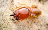 BugBros Pest Control photo 3