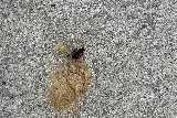 House Call Pest Control photo 4