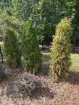 The Plant Guys photo 6