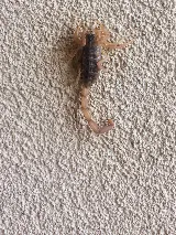 J D's Pest Control photo 3