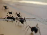 BUDGET EXTERMINATION Gestión Parasitaire photo 5