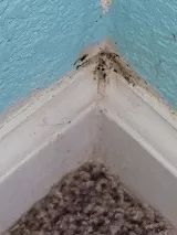 Affordable Bed Bug & Pest LLC photo 6