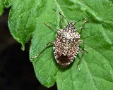 OPC Pest Services photo 7