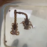 Affinity Pest Control photo 8