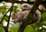 STL Pest Control photo 3