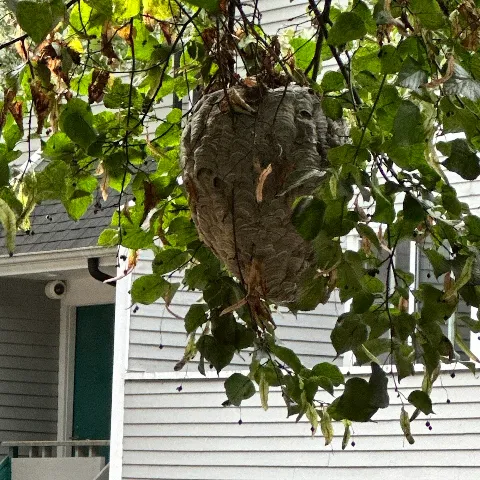 Nuisance RMVL LLC Pest Control photo 1