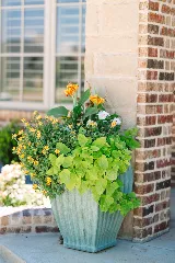Legacy Lawn & Landscaping photo 5