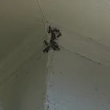 Nuisance RMVL LLC Pest Control photo 7