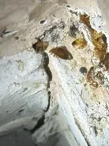 300 EXTERMINATOR TERMITE AND PEST CONTROL, LLC photo 7