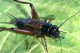 ABC Insect Control photo 6