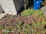 McDaniel's Lawncare & Landscaping photo 5