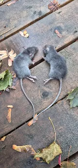 Vernon Rat Experts photo 3