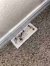 A Star Pest Control