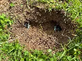Brooks Pest Control photo 8