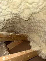 Surge Pest Control photo 5