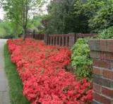 Advanced Landscaping photo 5