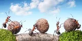 Step Aside Pest Management