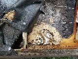 Strategic Pest Solutions Inc. photo 4
