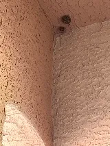 JS Pest Control photo 7