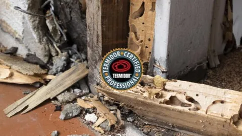 American Termite & Pest Control photo 1