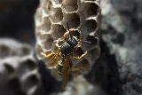 Phantom - Burnaby Pest Control photo 3