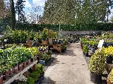 Drake's 7 Dees Landscaping and Garden Center photo 6