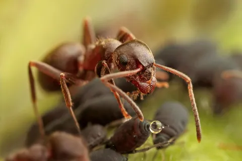 Pointe Pest Control - West Chicago in Schaumburg