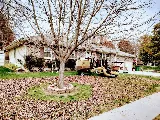 Iconic Lawn & Tree photo 7