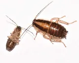 Premier Pest Management photo 2