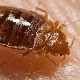 Truly Nolen Pest & Termite Control photo 8