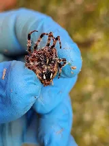 ClearDefense Pest Control photo 6