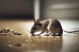 Inclusive Pest Control