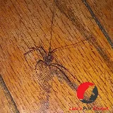 Luke's Pest Control photo 3