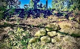 Ferrals Family Landscaping & Tree Services photo 5