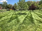 Ned's Lawn and Pest Control photo 2