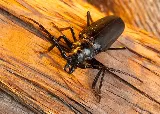 Ray's Pest Control photo 6